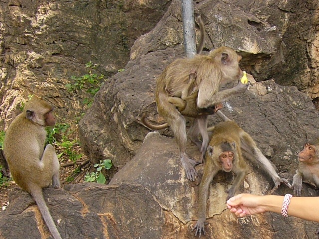 feeding banana to monkeys